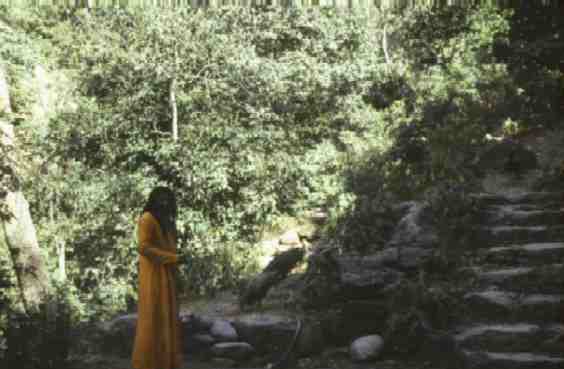 Sri Shankardasji feeds peacock at the Tat Wale Baba ashram.